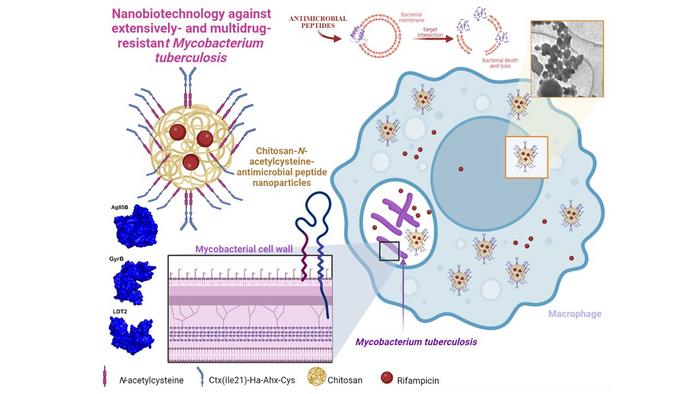 Nanoparticles with antibacterial action shorten duration of tuberculosis treatment