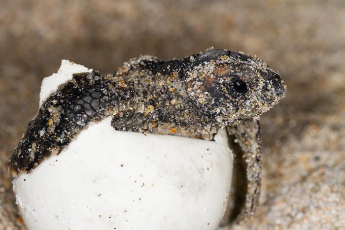 Loggerhead Hatchling