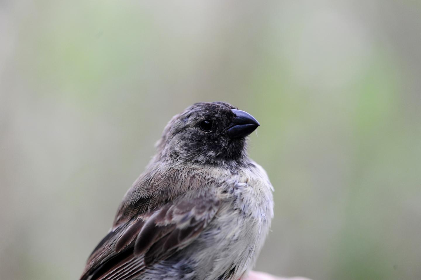 Male Hybrid Tree Finch on Galapagos Islands