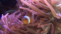 Clownfish's Stoop inside Anemone