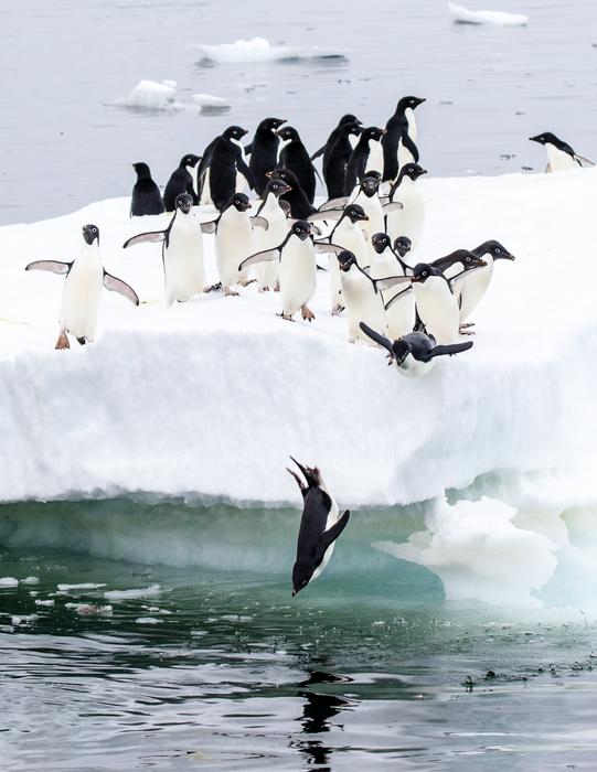 Adelie Penguins on seasonal sea ice in Antarctica