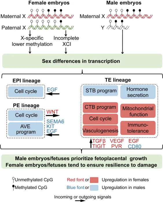 Schematic diagram of the sex differences in the development of human pre-gastrulation embryos.