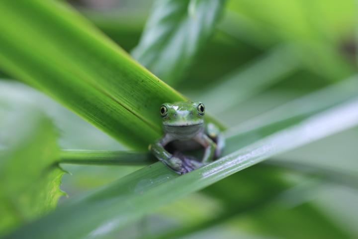 Uganda Frog