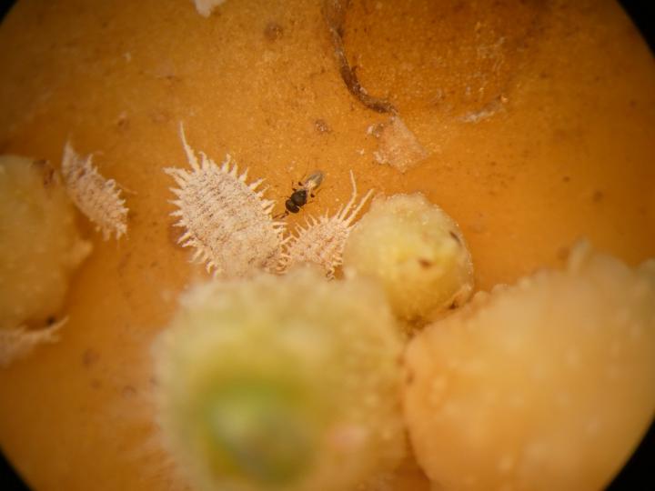 Classical Biological Control