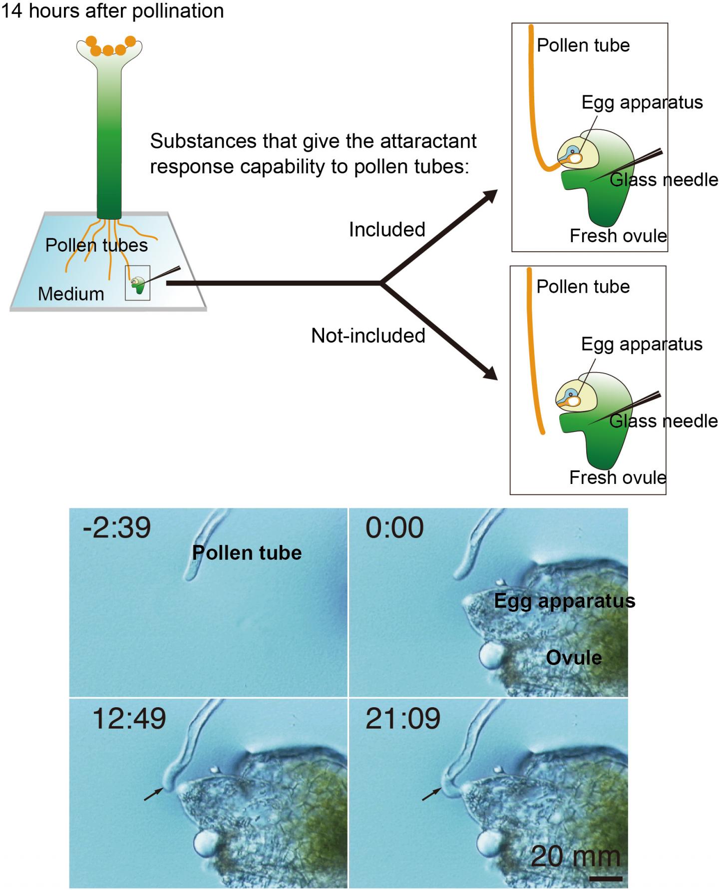 図2：花粉管への誘引物質応答能を与える活性を検定する系（アモール&#1245