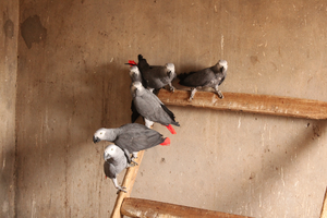 African grey parrots