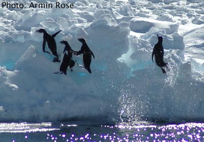 Antarctic Marine Biodiversity Data Now Online (2 of 3)