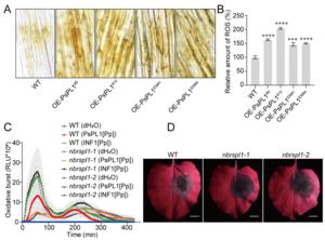 NbRSPL1 regulates PsPL1-induced plant immune responses in N. benthamiana