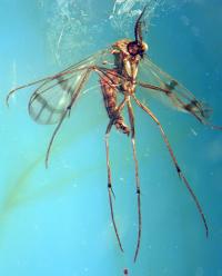 <i>Proceroplatus preziosii</i> Fly