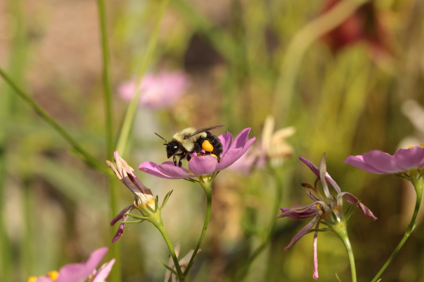 Loaded Bee