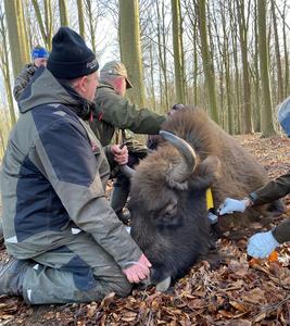 Kinefox tracker on bison