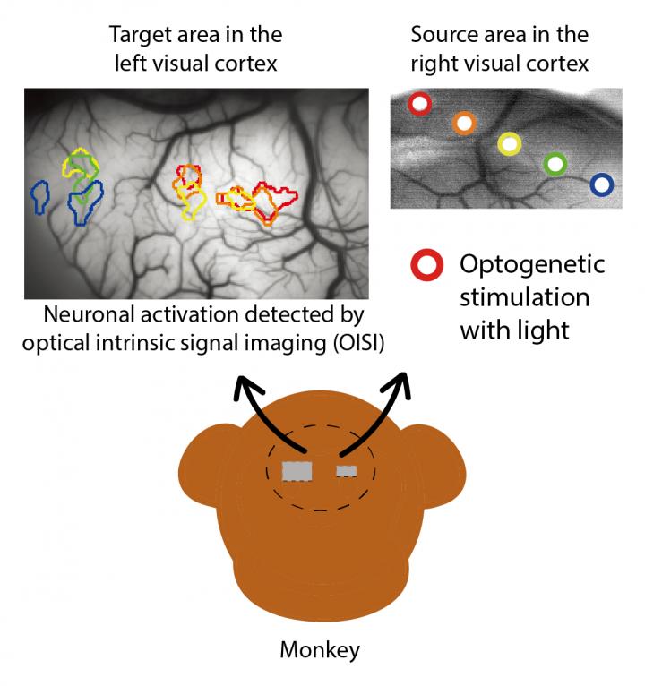 A New Window into Macaque Brain Connections