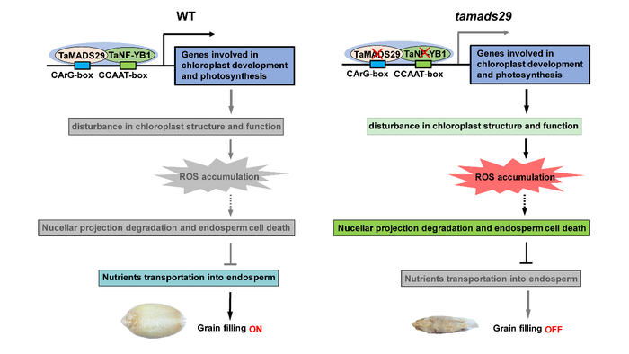 Figure5 Proposed working model of TaMADS29 modulating wheat grain development.