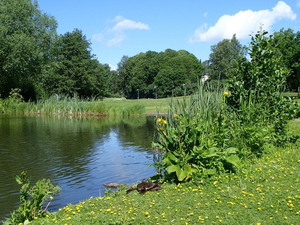 Urban pond