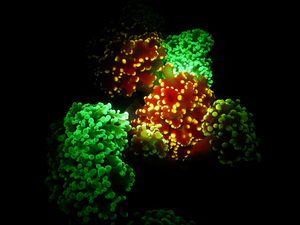 Corals display glowing colors (fluorescence)