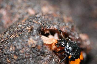Burying Beetle Caring for Young