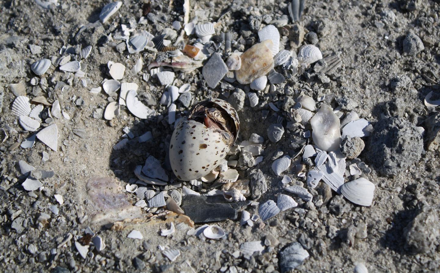 Least Tern Hatchling