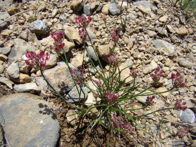 <i>Allium spathulatum</i> (1 of 2)