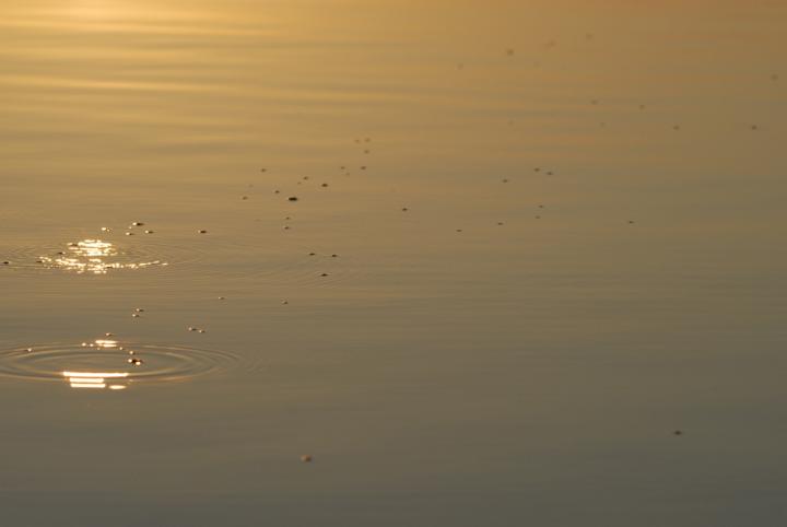 Methane Bubbles on Lake Kariba, Africa