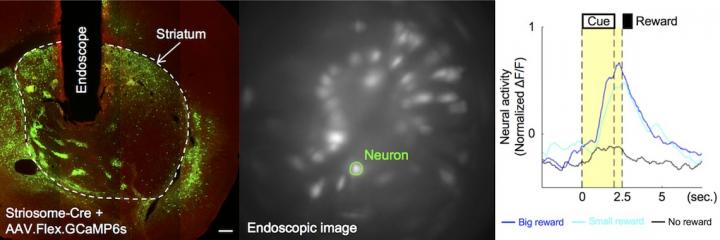 Reward-Predictive Signals of a Striosomal Neuron during the Odor Association Task