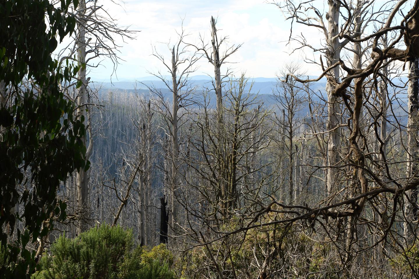 Burned Forest