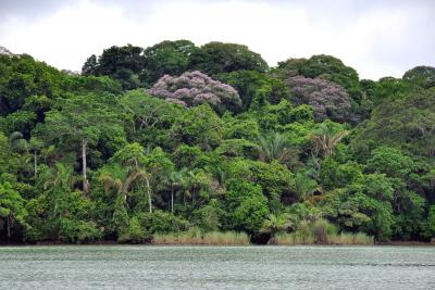 Tropical Forest in Panama