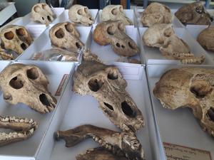 Palaeopathological and demographic data reveal conditions of keeping of the ancient baboons at Gabbanat el-Qurud (Thebes, Egypt)