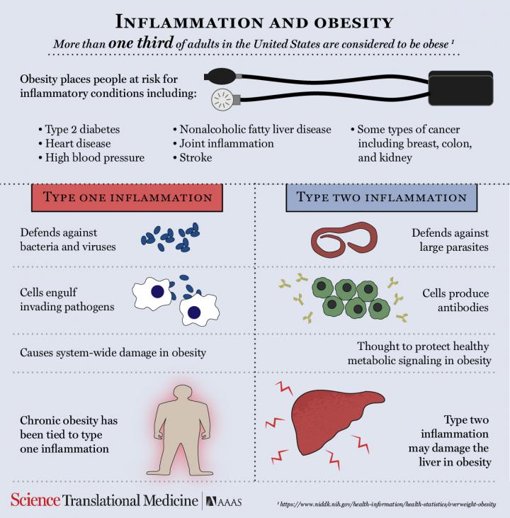 Type 2 Inflammation Might be Good for the Belly But Bad for the Liver