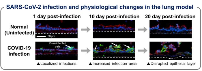 Structural changes in lung models for up to 20 days following coronavirus infection