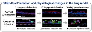 Structural changes in lung models for up to 20 days following coronavirus infection