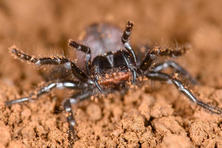 An Australian Funnel-web Spider, Hadronyche venenata