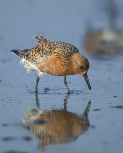 Red Knot