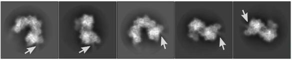 Cryo-EM Images