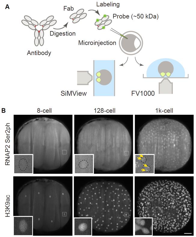 Figure 2. Visualizing RNA Polymerase II and Histone Modifications in Living Embryos