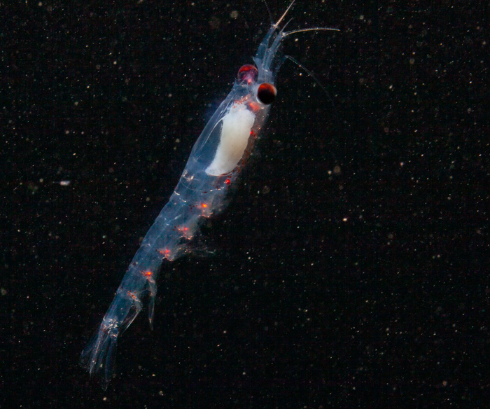 Arctic krill use twilight to guide their daily rhythms through the polar winter