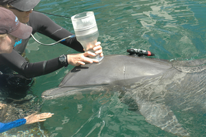 Noninvasive Oxygen Sensing for Dolphins