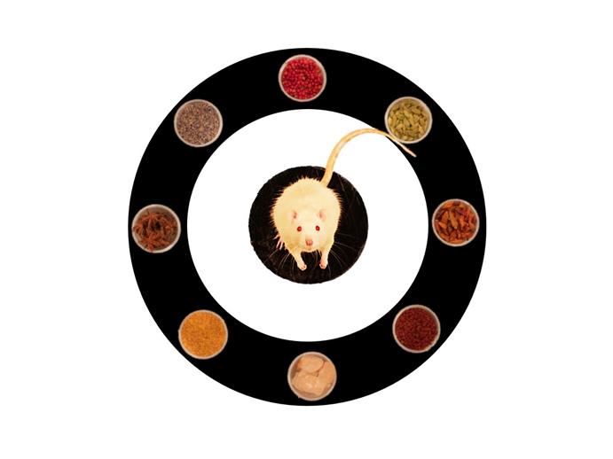 Rats with Spices [IMAGE] EurekAlert! Science News Releases