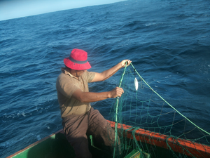 Pingers were tested on Peruvian fishing boats 1