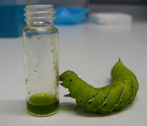 Tobacco hornworm caterpillar