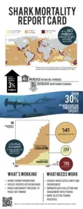 Shark Statistics Infographic