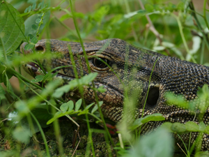 Deep Look. An Asian water monitor lizard (Varanus salvator) in the Lower Kinabatangan Wildlife Sanctuary, Sabah, Malaysia (Borneo).