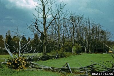 Chestnut Trees Fallen to Blight