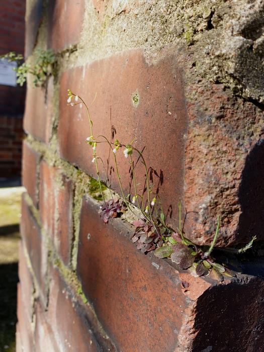 Arabidopsis thaliana on a wall in Cologne