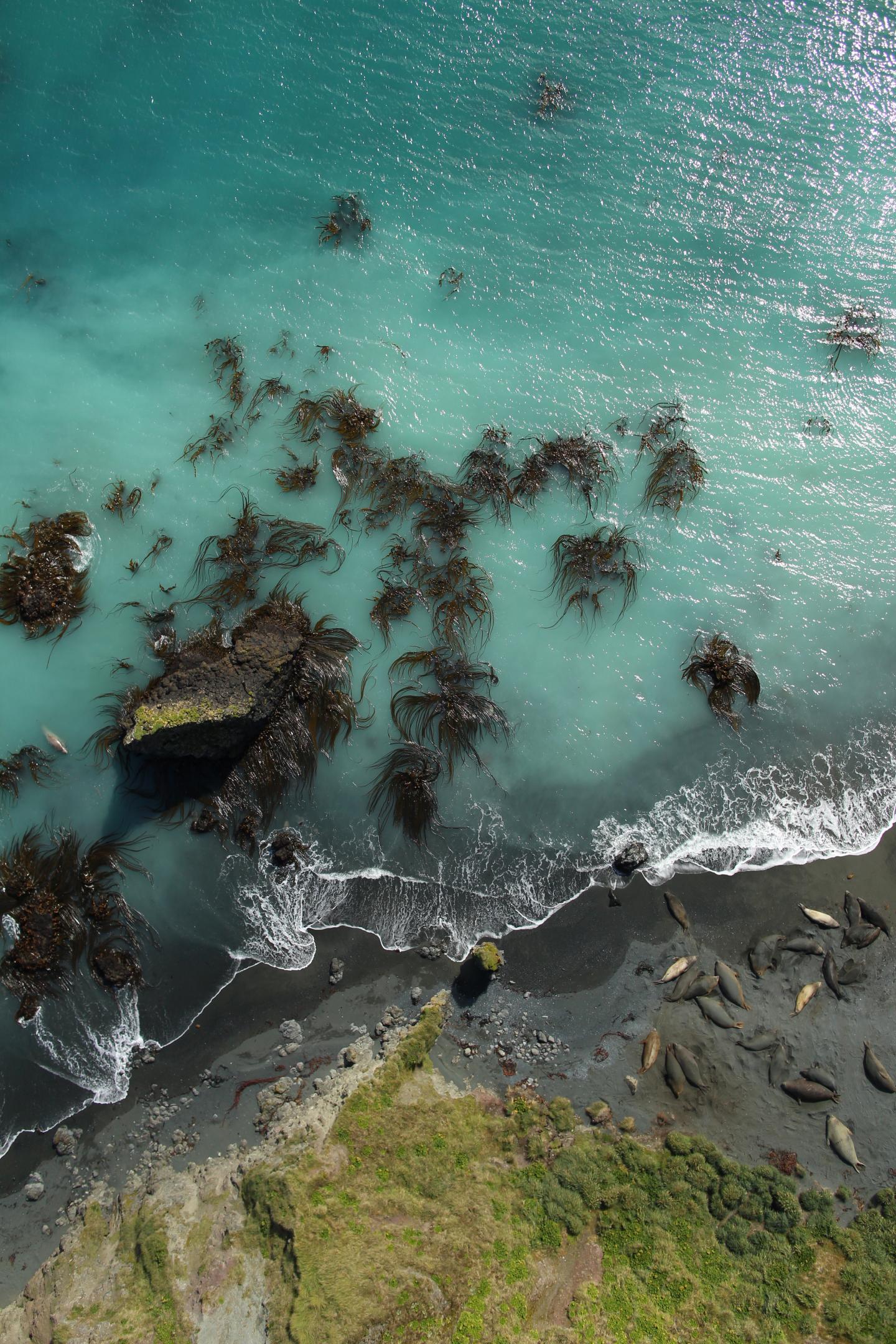 Southern Elephant Seals UAV POV
