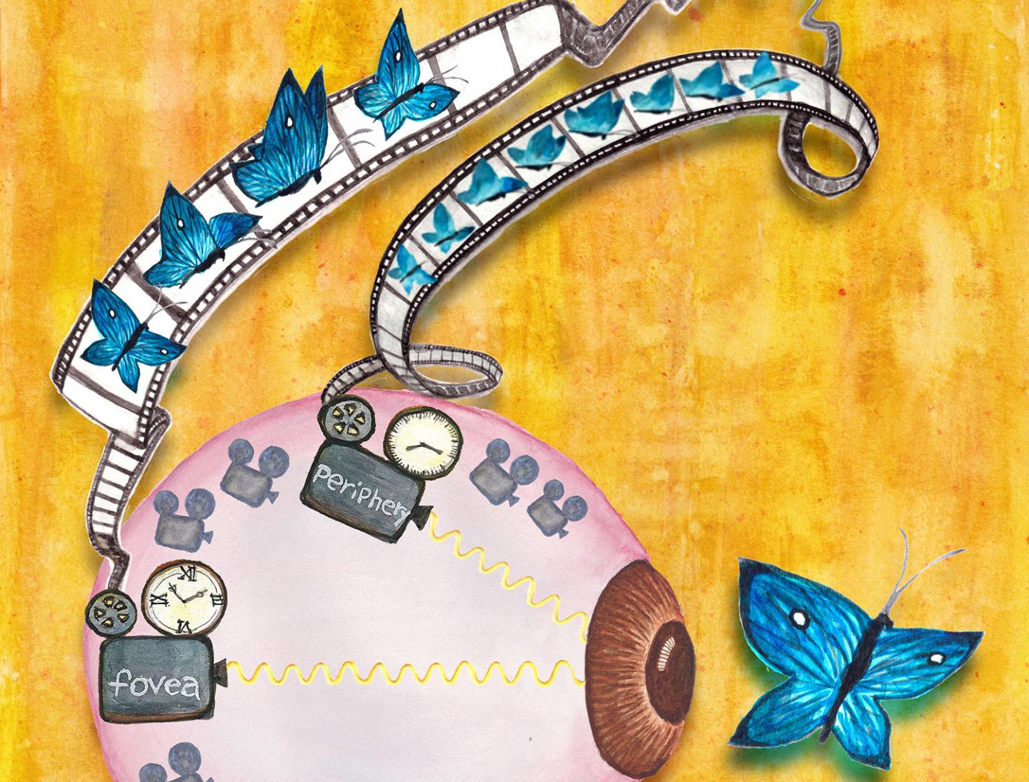 When the First Neuron of the Visual System Sets the Frame Rate