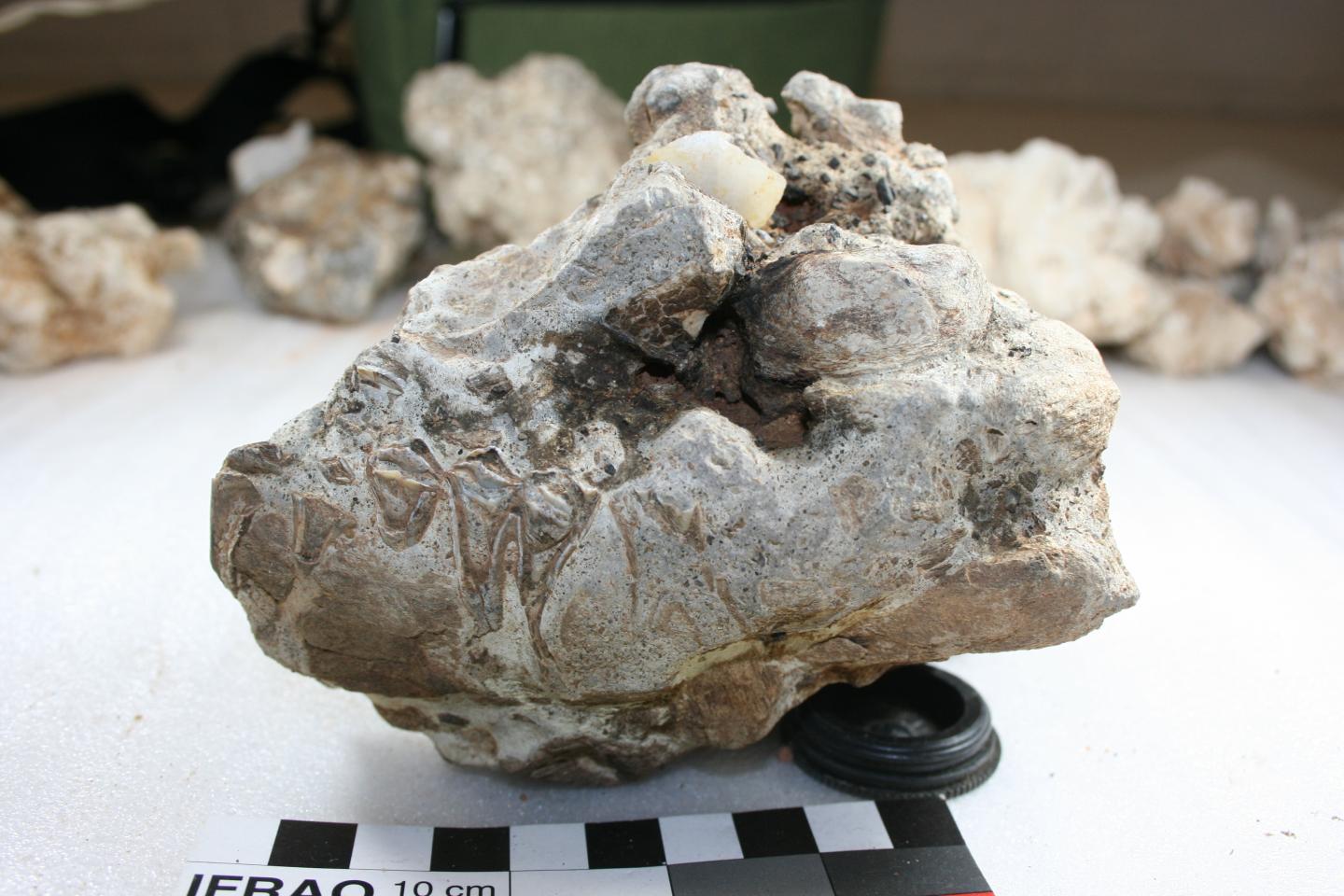 mandible of small antelope in calcrete