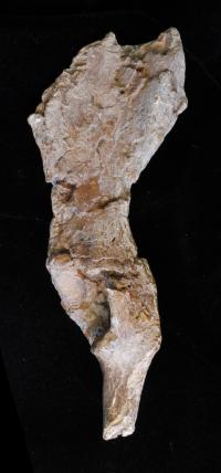 10 Million-Year-Old Fossil Pelvis