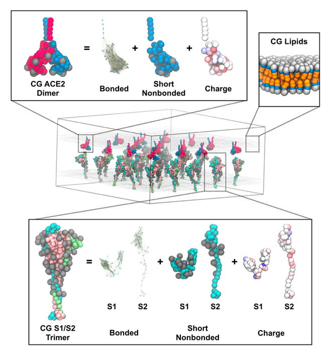 Coronavirus Fusion Simulatuioins