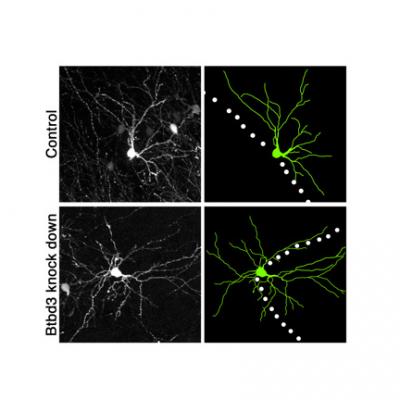 Dendrites Become Symmetric when BTBD3 is Removed