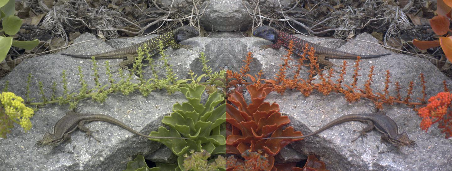 Two Tenerife Lizards